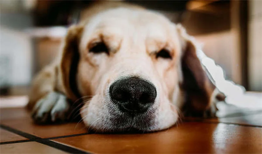 愛犬との絆を深める7つの方法：信頼関係を築くコツ