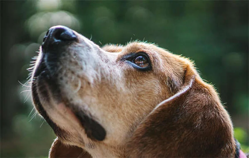 犬は世界をどう見ている？色・暗視・動体視力の真実を解説
