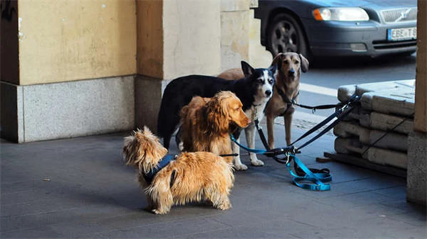 犬は世界をどう見ている？色・暗視・動体視力の真実を解説