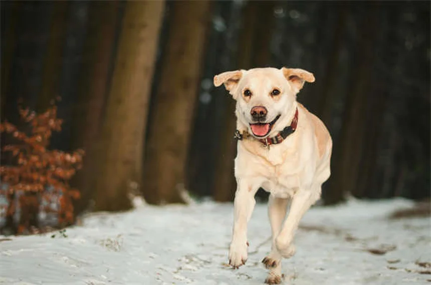 母犬のミスマザリングとは？症状・原因から対処法まで徹底解説