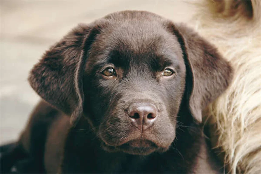 犬の耳感染症を予防・改善！獣医師も推奨する自宅ケアの正解