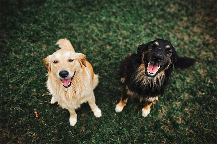 ペットと旅行中の緊急事態：愛犬・愛猫を守る準備と対処法5選