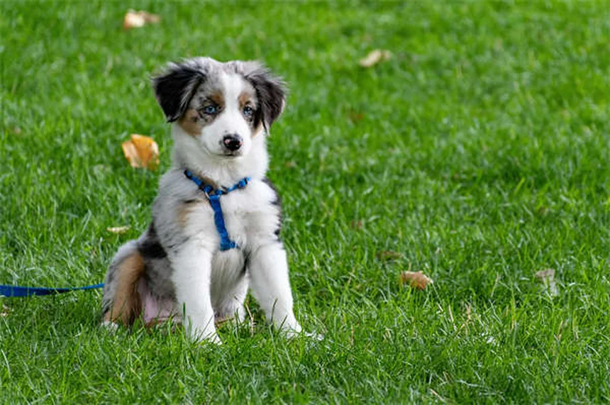 犬は親友を作る？犬同士の友情の真実と見分け方