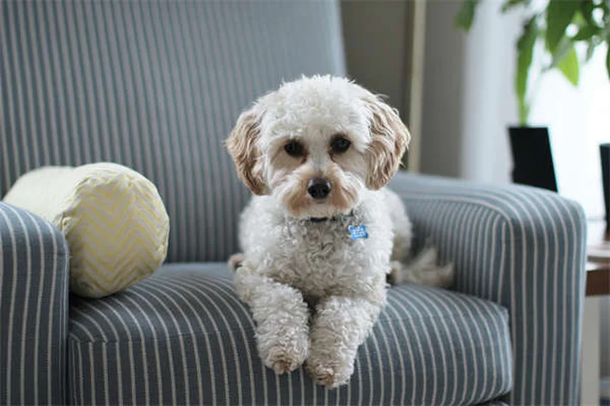 犬が尻尾を追いかける5つの理由と今すぐできる対策