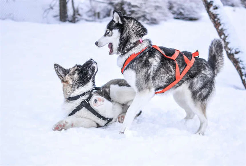 子犬の歯の生え変わり時期とケア:7つの秘訣で楽しく乗り切る