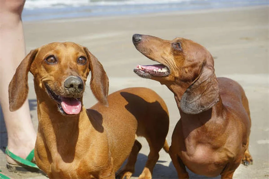 子犬の歯の生え変わり時期とケア：7つの秘訣で楽しく乗り切る