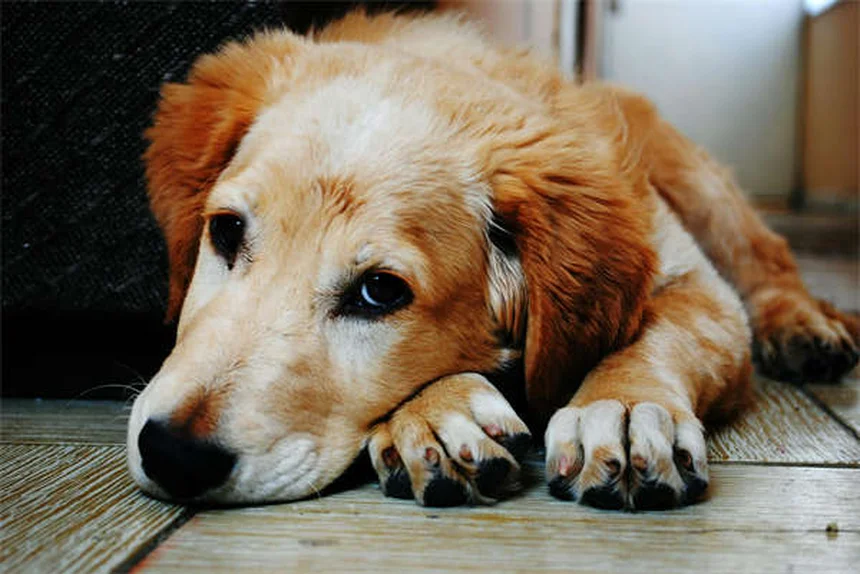愛犬をクリスマスツリーの危険から守る！プロが教える5つの安全対策