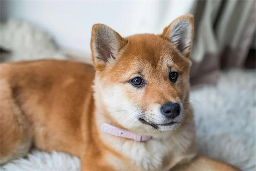 愛犬をクリスマスツリーの危険から守る！プロが教える5つの安全対策