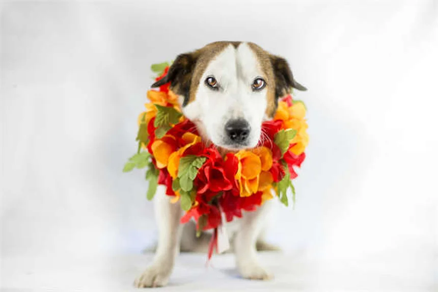 子犬の初めてのクリスマスを安全に過ごす7つの注意点