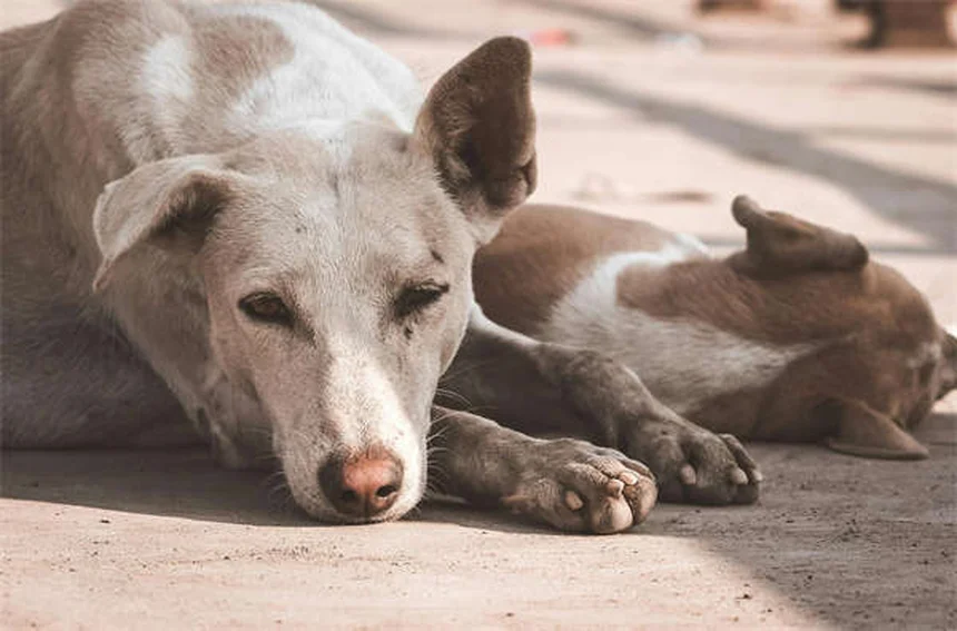 子犬の初めてのクリスマスを安全に過ごす7つの注意点