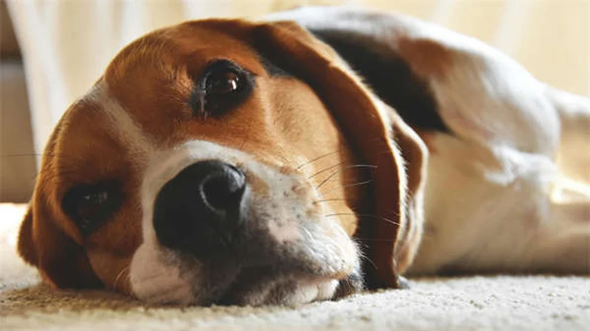 子犬の初めてのクリスマスを安全に過ごす7つの注意点