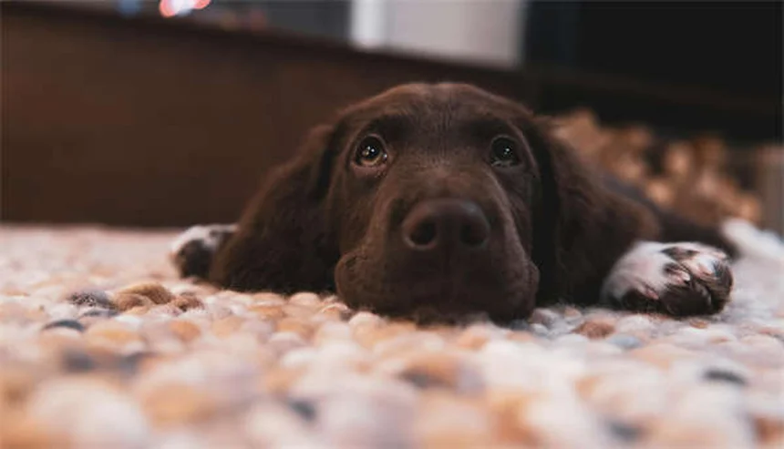 犬の血小板凝固障害の症状と原因を徹底解説｜見逃しがちな初期サインと対策