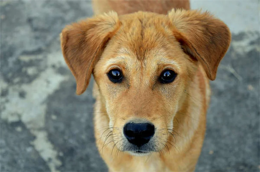 犬の血小板凝固障害の症状と原因を徹底解説｜見逃しがちな初期サインと対策