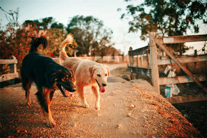 犬のジゴキシン、本当に安全？獣医師が解説