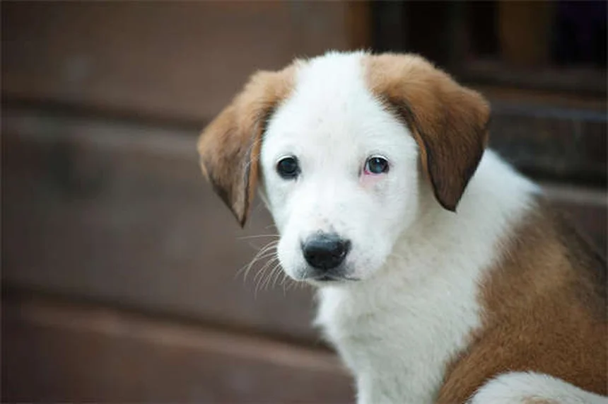 愛犬が他の犬と遊ばない…それって問題？見極める3つのポイント