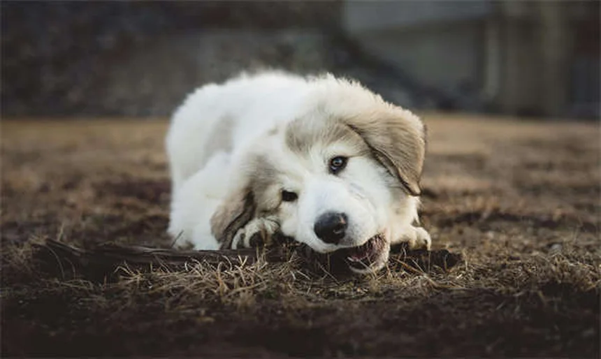 愛犬が他の犬と遊ばない…それって問題？見極める3つのポイント