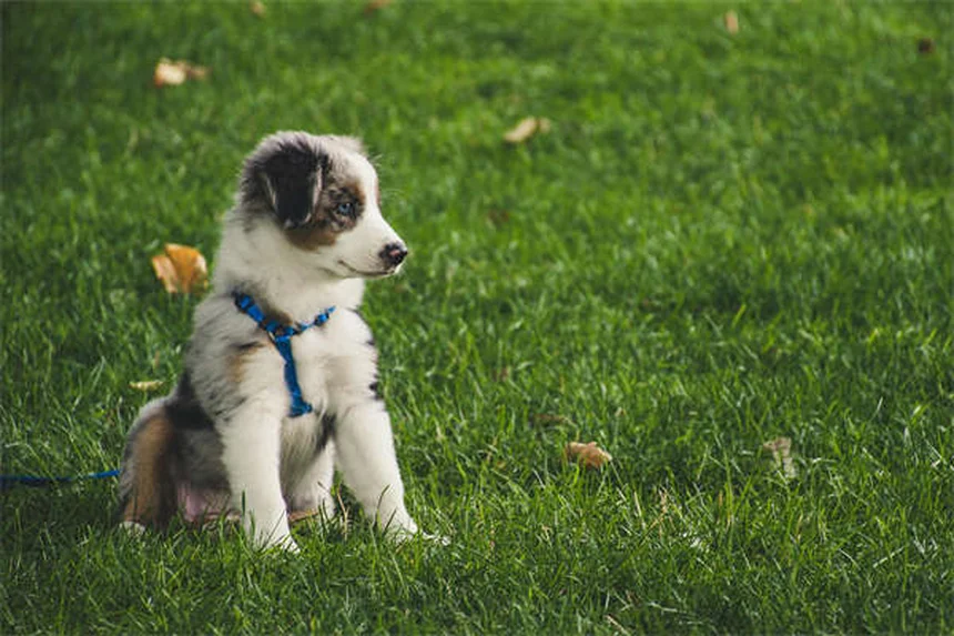 愛犬が他の犬と遊ばない…それって問題？見極める3つのポイント