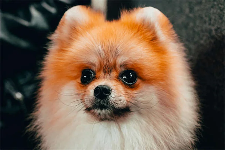 うさぎの痒み、すぐに試せる原因別対策を飼い主が解説
