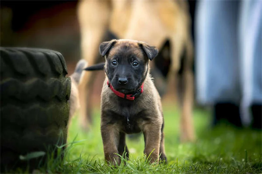 白鼬狂犬病の症状と予防法、飼い主が知るべき必見対策