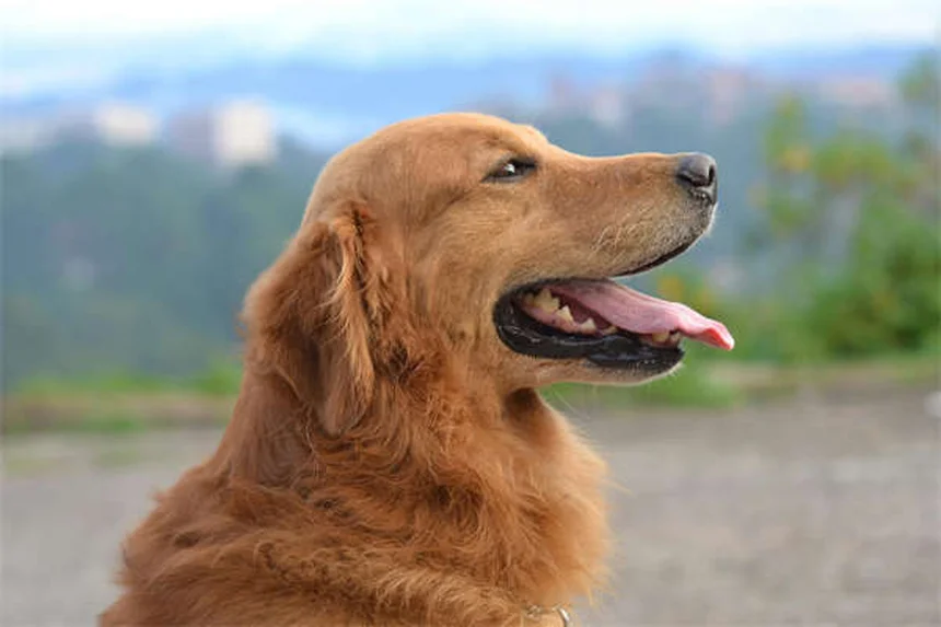 シニア犬用おもちゃ10選｜選び方のコツとおすすめアイテムを徹底解説
