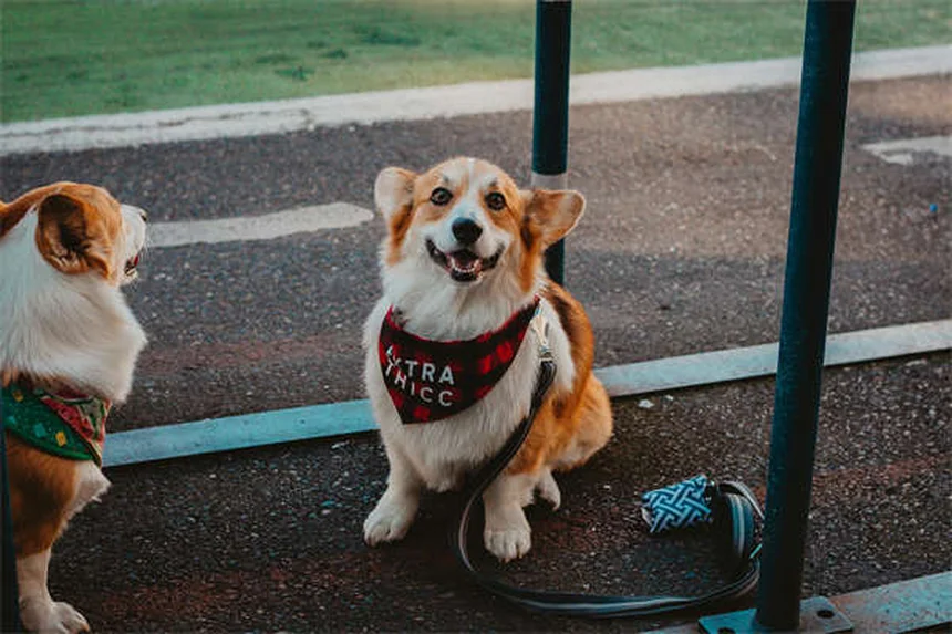 犬低体温症の症状、原因、治療法を経験者が教える｜見逃すな！5つのサインと家庭でできる対策