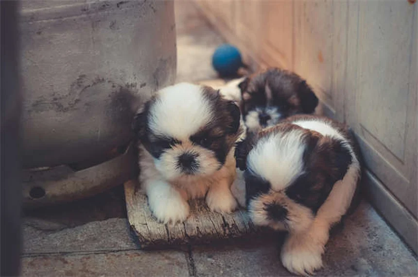 犬低体温症の症状、原因、治療法を経験者が教える｜見逃すな！5つのサインと家庭でできる対策