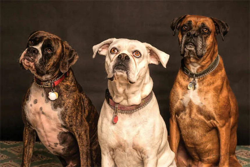 犬の運動不足を解消！毎日続けるべき理由と簡単に始める方法