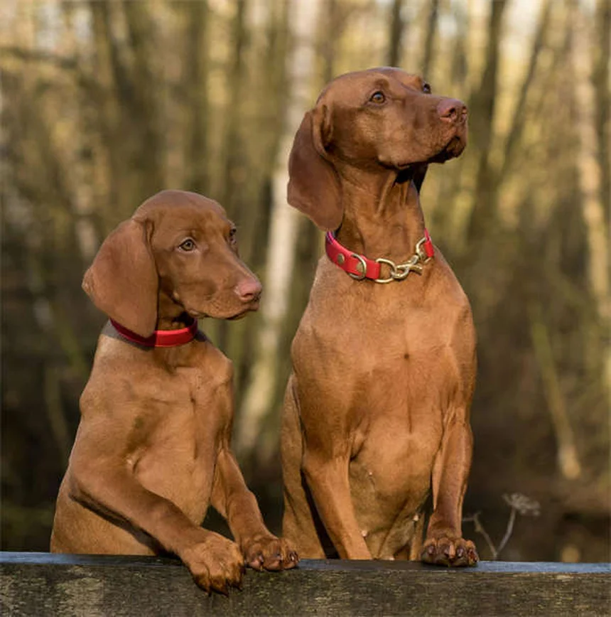 愛犬が白血病と診断されたら？5つのステップで症状・治療・費用を完全ガイド