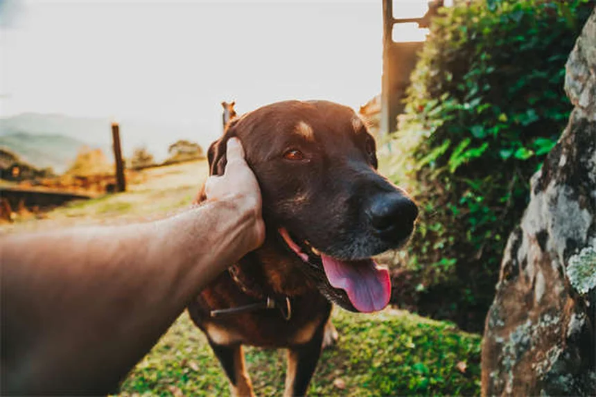犬の歯茎の色で健康チェック！正常なピンク色から危険なSOSサインまで完全解説