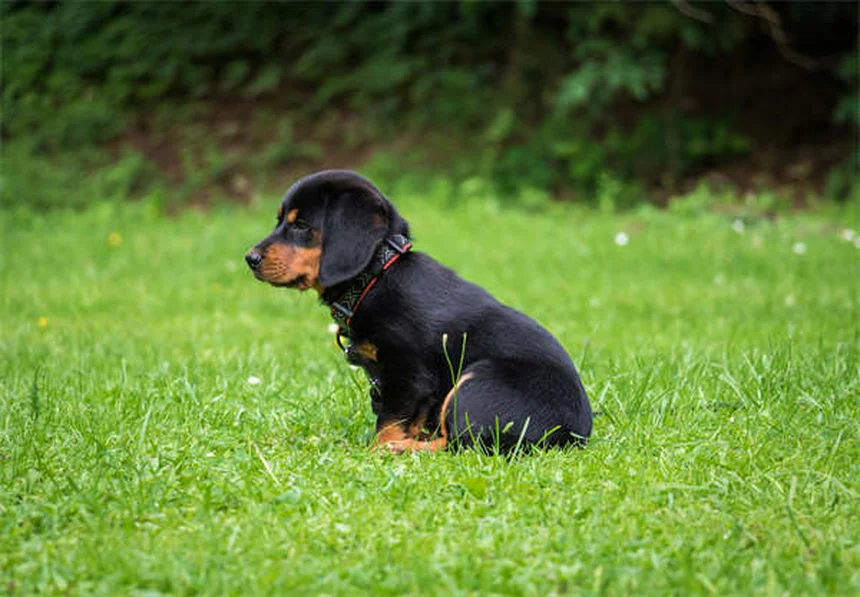 犬の歯茎の色で健康チェック！正常なピンク色から危険なSOSサインまで完全解説