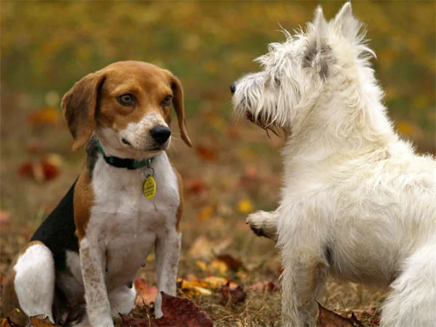 犬ぞりマッシングの始め方：初心者向け完全ガイドと楽しみ方