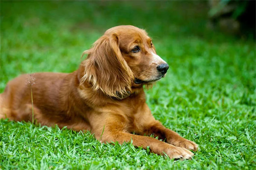 犬ぞりマッシングの始め方：初心者向け完全ガイドと楽しみ方