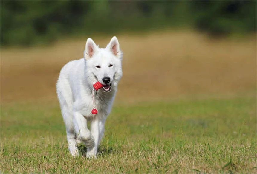 犬が黄色いものを吐く原因と対処法｜緊急サインを見逃さないで