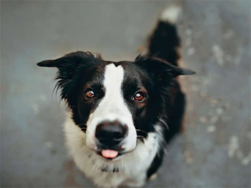 愛犬のフィラリア検査は本当に必要？年間スケジュールと費用を徹底解説