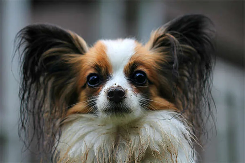 犬猫のアンピシリン：獣医師が注射で使う抗生物質の効果と副作用