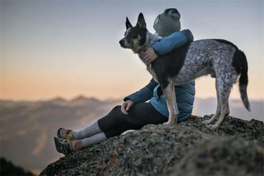 犬猫のアンピシリン：獣医師が注射で使う抗生物質の効果と副作用