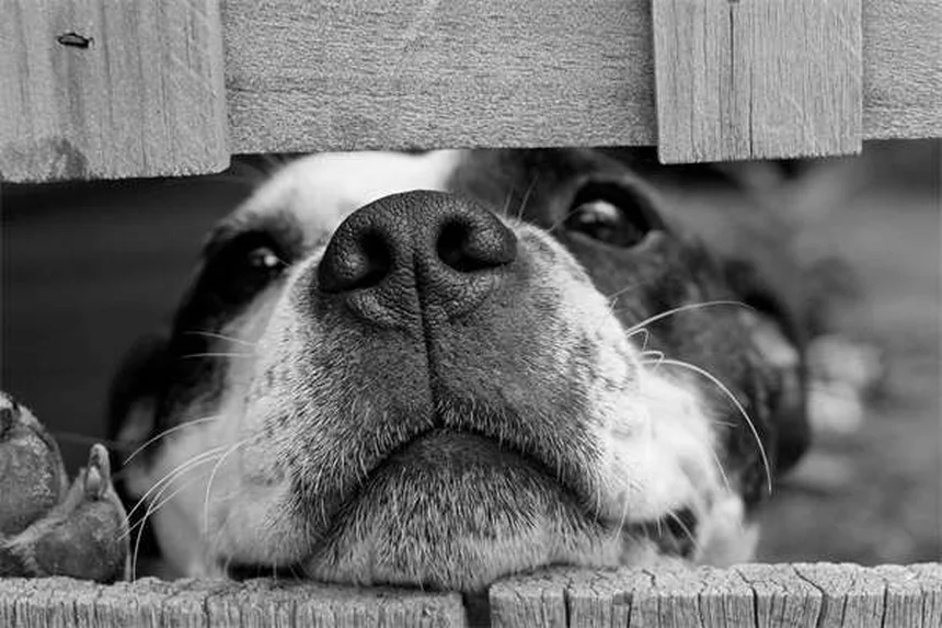 犬猫のアンピシリン：獣医師が注射で使う抗生物質の効果と副作用