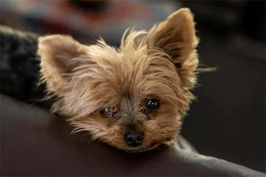 救助犬の育成とは？ペン・ベット・ワーキング・ドッグ・センターの使命と訓練方法